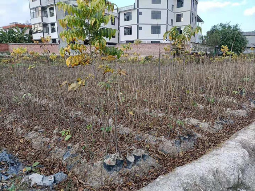 美国山核桃袋装嫁接苗，碧根果苗，美国山核桃苗，薄壳山核桃苗