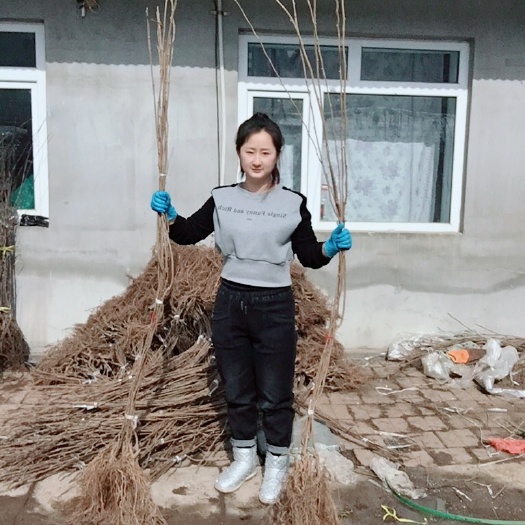白山软枣猕猴桃苗 嫁接苗扦插苗 龙城二号一年二年三年苗 软枣子苗