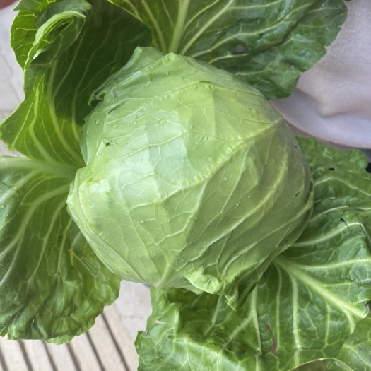 山西运城夏县大棚圆包菜，甘蓝，茴子白，产地直销