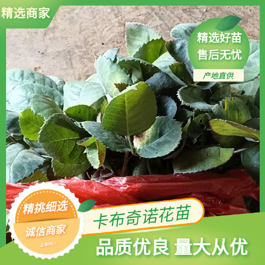月季苗 卡布奇诺小苗批发