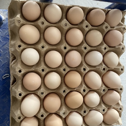 夏邑县粉壳蛋 精品农三粉蛋