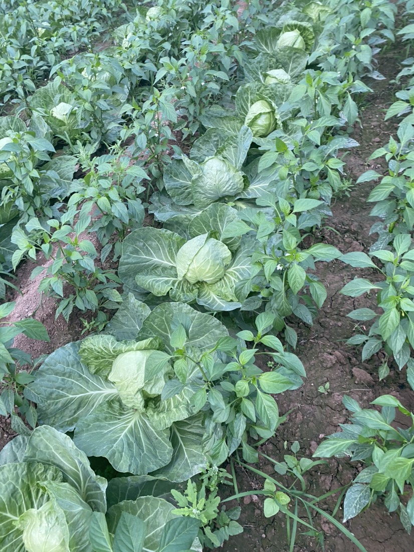 山西运城夏县大棚圆包菜，甘蓝，茴子白，产地直销