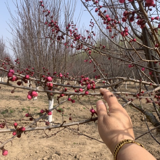 菏泽大丽花种子 