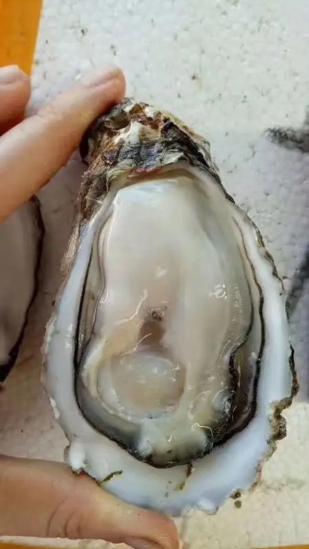 长沙净化蚝 福建生蚝鲜活生蚝批发牡蛎乳山蚝二倍体三倍体