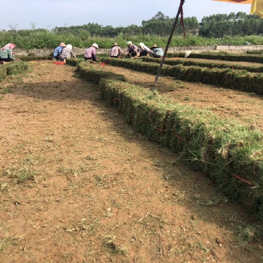 南宁马尼拉草皮 自铲自销，物美价廉