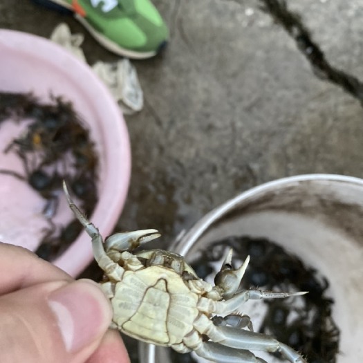 宣城大闸蟹苗 蟹苗
