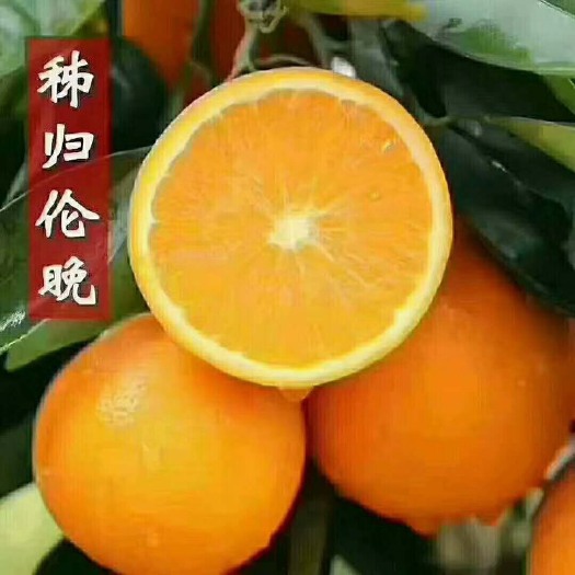 秭归县伦晚脐橙 秭归伦晚橙子