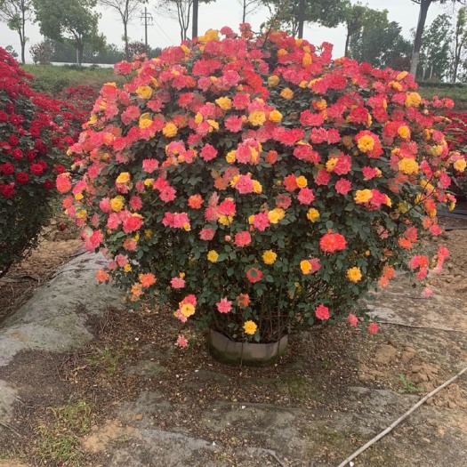 树状月季，月季小苗，球形月季，月季，3公分，5公分，6公分公