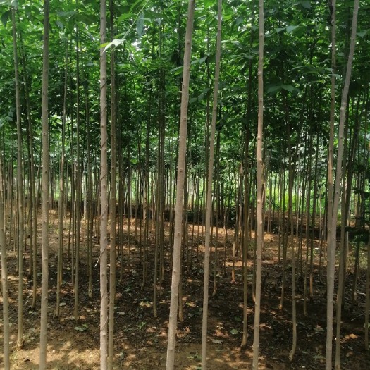 深泽县10000棵3公分杜仲树大量出售