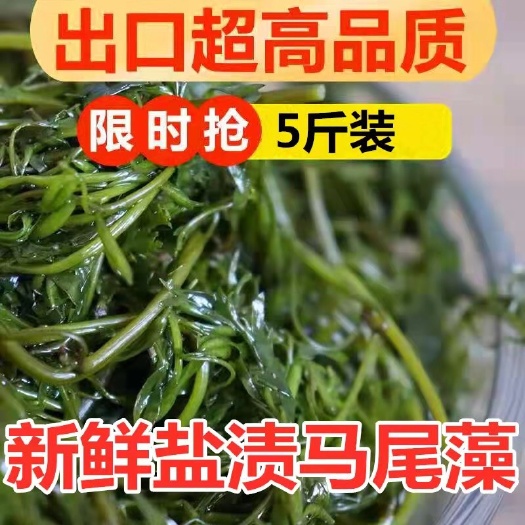 大连厂家直销批发盐渍马尾藻海草长寿菜 本店全部精品