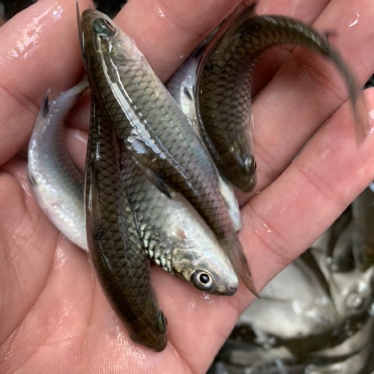 南宁青鱼苗  淡水养殖种苗，鱼苗专业运输打包托运空远，经验丰富，