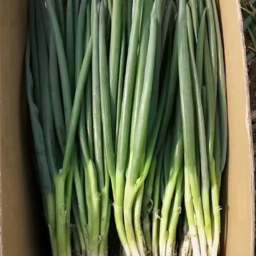 菏泽山东菏泽小葱开始上市了