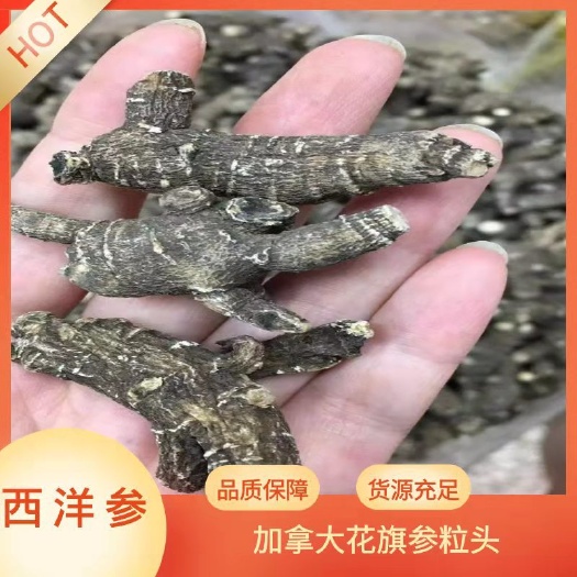 西洋参  质量保证花旗参粒头