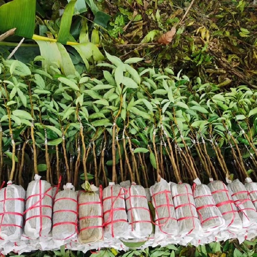 灵山县妃子笑荔枝苗