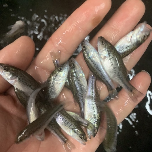 南宁加州鲈鱼苗 鲈鱼苗，专鱼苗运输打包托运空远，经验丰富，大大提