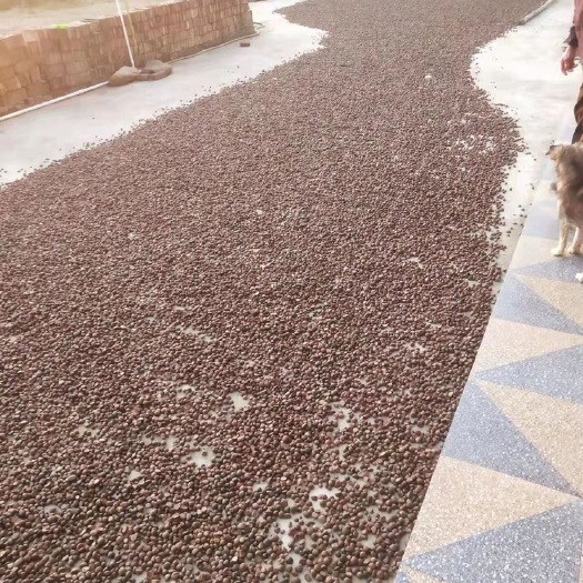 罗定市山茶油 纯正山茶籽油