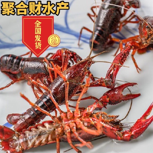 洪湖市鲜活小龙虾，量大优惠。
