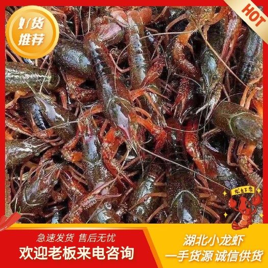 公安县鲜活小龙虾，清虾，小清中清大清，地板干净