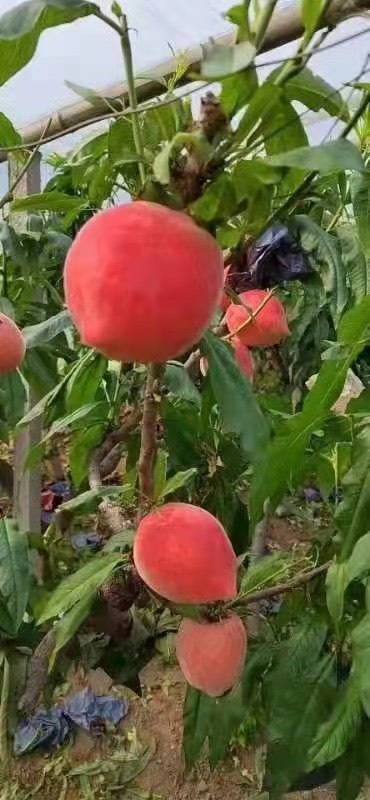 乐亭县水蜜桃一件代发
