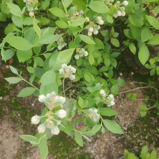 漳平市蓝莓苗 四季蓝莓大果苗基地直销福建基地