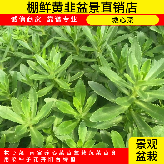 南宫市救心菜 南宫养心菜苗盆栽蔬菜苗食用菜种子花卉阳台绿植
