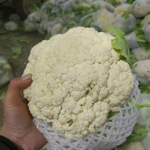 花菜 松散 浙江省嘉兴市海盐县 2~3斤 