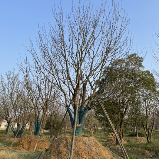 句容市丛生朴树假植苗存活率高，树形优美，地产，体量大冠副饱满