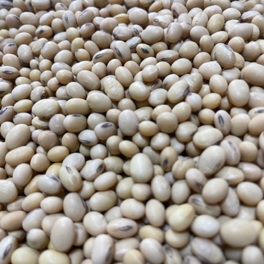 淮安黄大豆 翠扇豆豆种