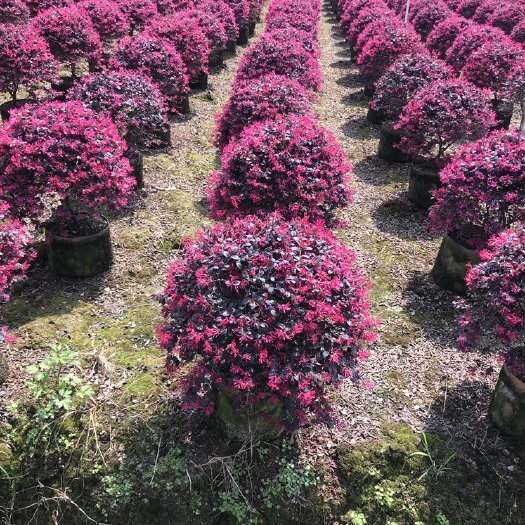 桂林黑珍珠红继木 红继木，红继木球，红花檵木球