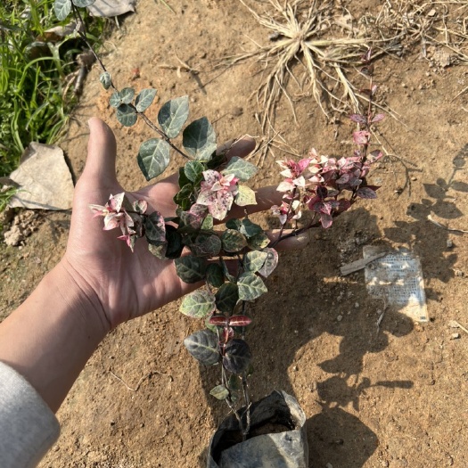 漳浦县 花叶络石