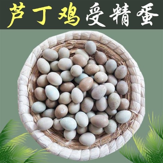 凤阳县芦丁蛋，芦丁鸡种蛋，受精蛋孵化蛋养殖厂直供高受精包邮破损包赔