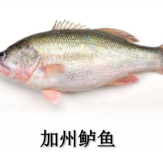 济宁加州鲈鱼苗