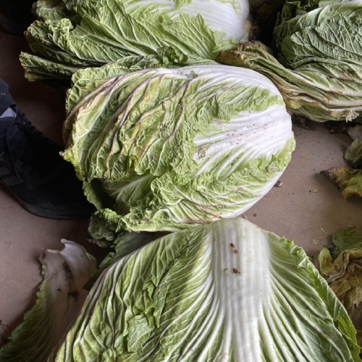 金乡县青杂三号白菜 白菜，青杂三号
