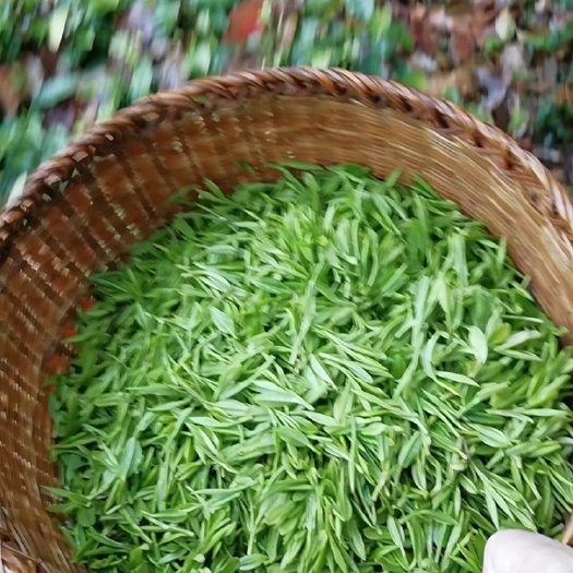 杭州茶花 西湖龙井