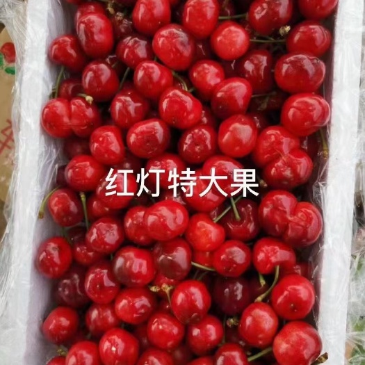 临沂 沂蒙山大樱桃