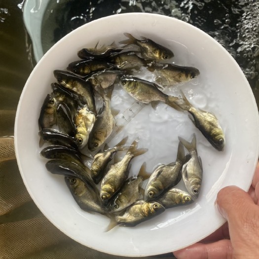 清远2024缩骨鳙鱼苗缩骨大头鱼苗套养好选，长势喜人
