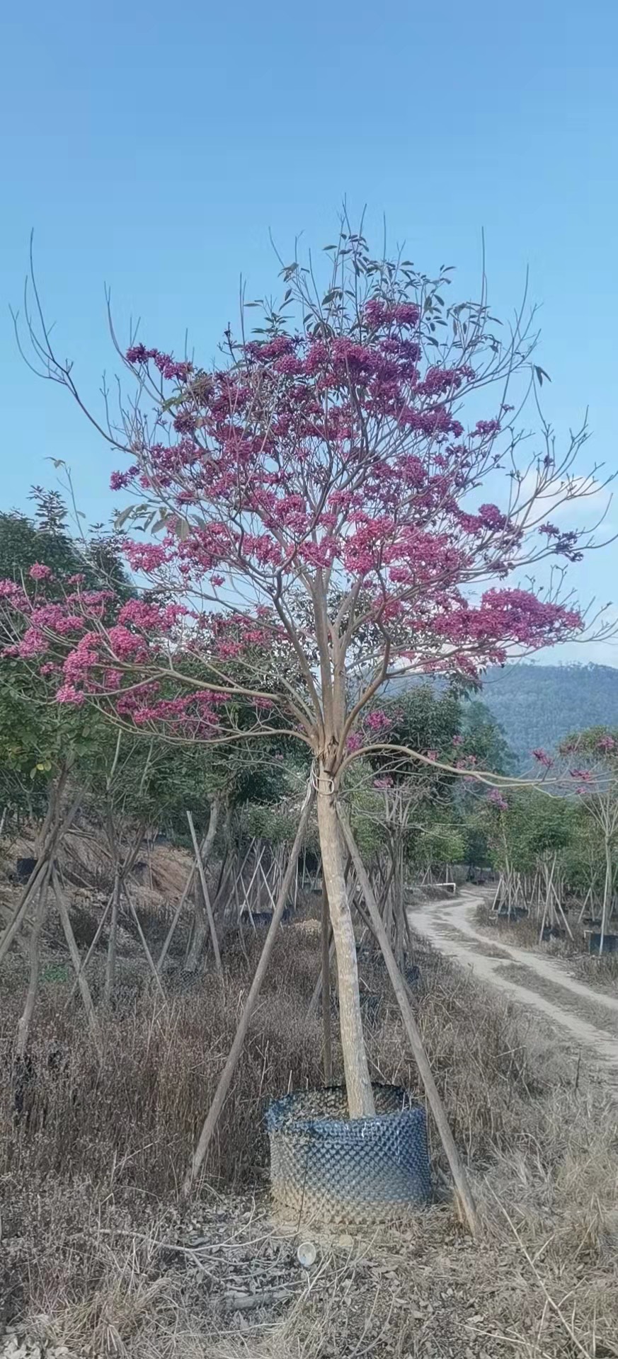 风铃木 紫花风铃木 15公分 各种规格型号都有 风铃木基地