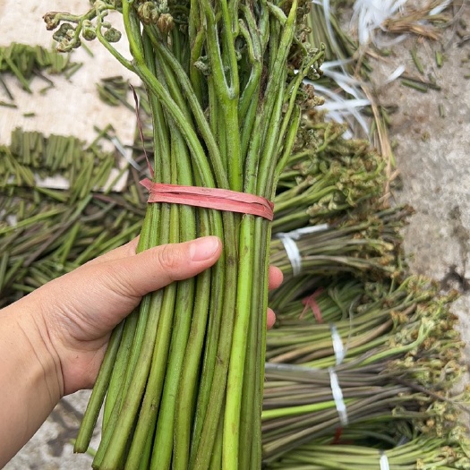 福泉市野生蕨菜，龙爪菜