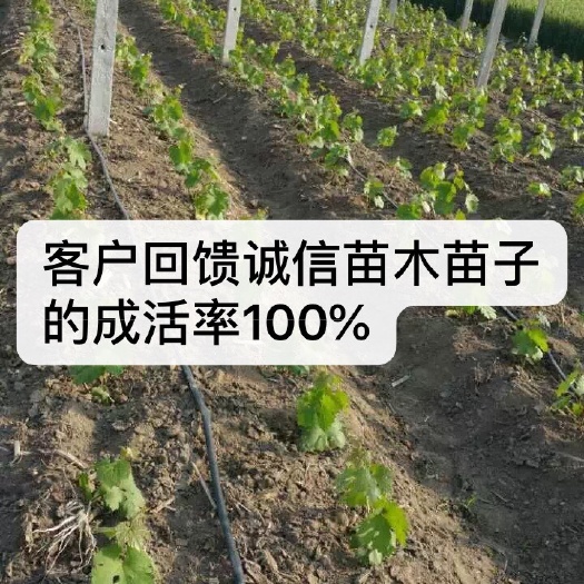 卢龙县巨峰葡萄苗 实生苗 裸根苗