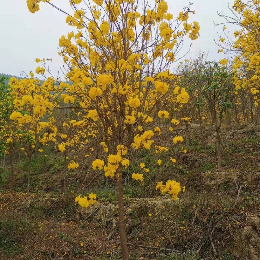漳州多花黄花风铃木8公分地苗风铃木种植基地苗农低价批发