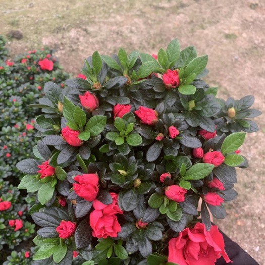 漳平市西洋杜鹃 梅红杜鹃，各个规格各种花色。基地源头发货，只做精品