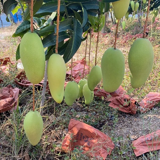 乐东县海南金煌芒一二级果，品质有保证，支持线上交易