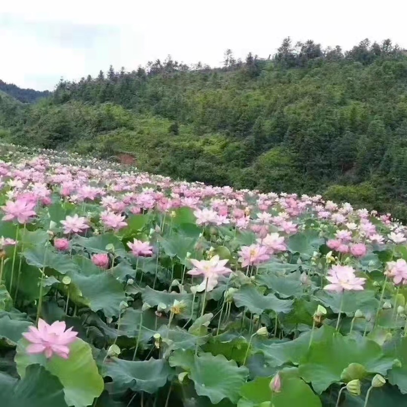 太空莲36号藕种  太空莲36号莲子种苗高水果莲蓬莲子苗