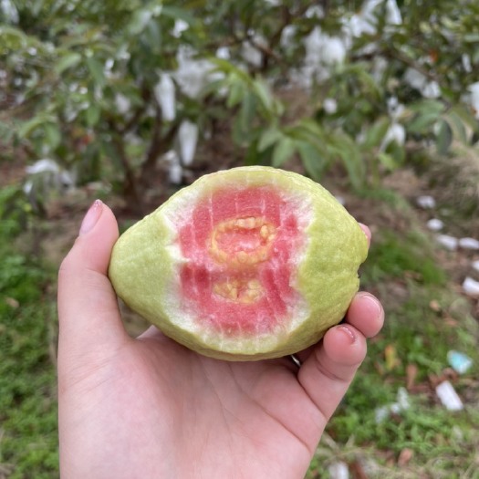 容县番石榴 广西红心芭乐原产地代办，长期大量供应