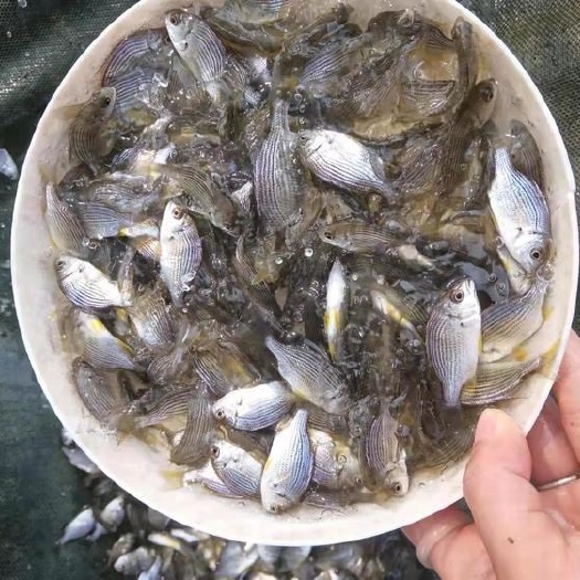 清远 黄脚立鱼苗 黄鳍鲷种苗批发 淡水化黄立鱼苗产地直发