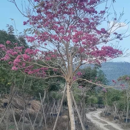 漳州风铃木 紫花风铃木 15公分 各种规格型号都有 风铃木基地