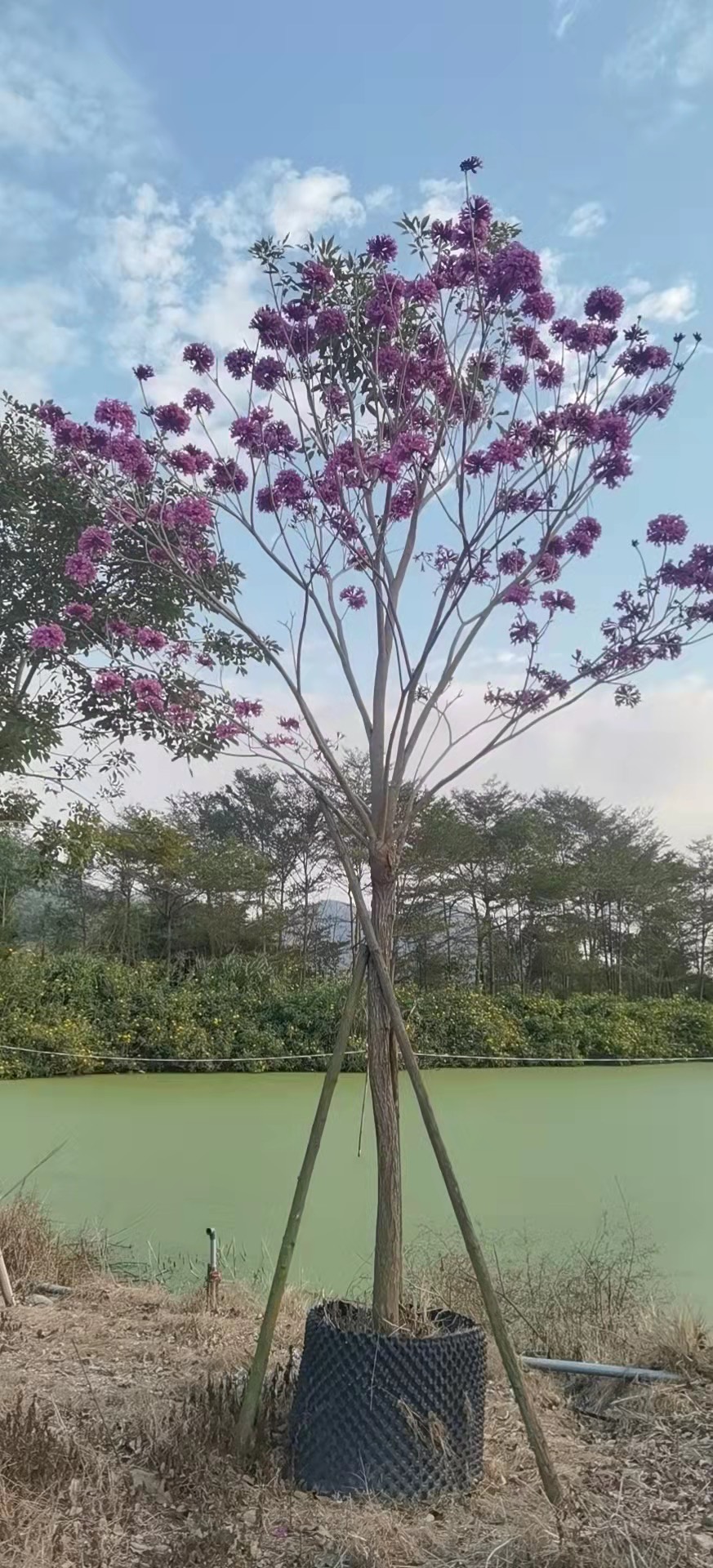 风铃木 紫花风铃木 15公分 各种规格型号都有 风铃木基地