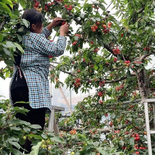 安丘市红灯樱桃 红灯大量上市