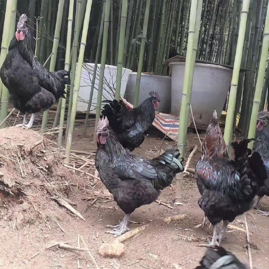 彭州市土鸡 160天龄五黑公鸡