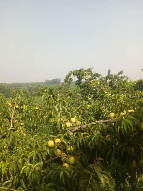 沂水县黄金黄桃 自己家40亩黄金桃，六七个品种，望老板联系，全部交易。